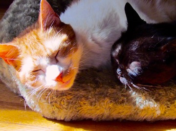 2 little cats are lying side-by-side enjoying the sun